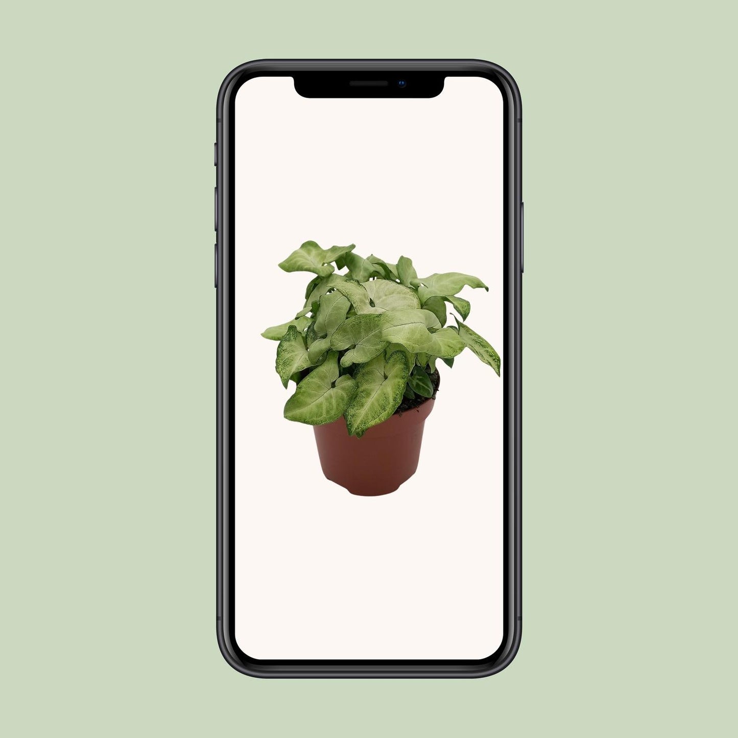 Syngonium 'White Butterfly' – kompakte Pfeilblattrebe Ø13cm