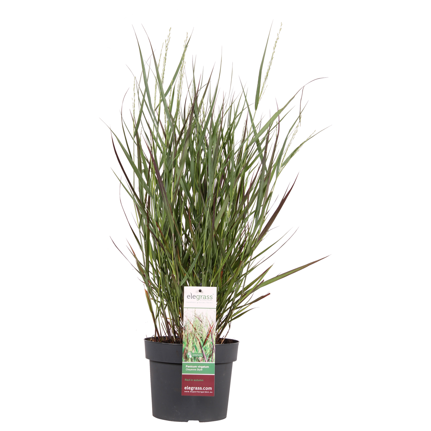 Panicum virgatum Cheyenne Sky – Stilvolles Ziergras Ø23cm
