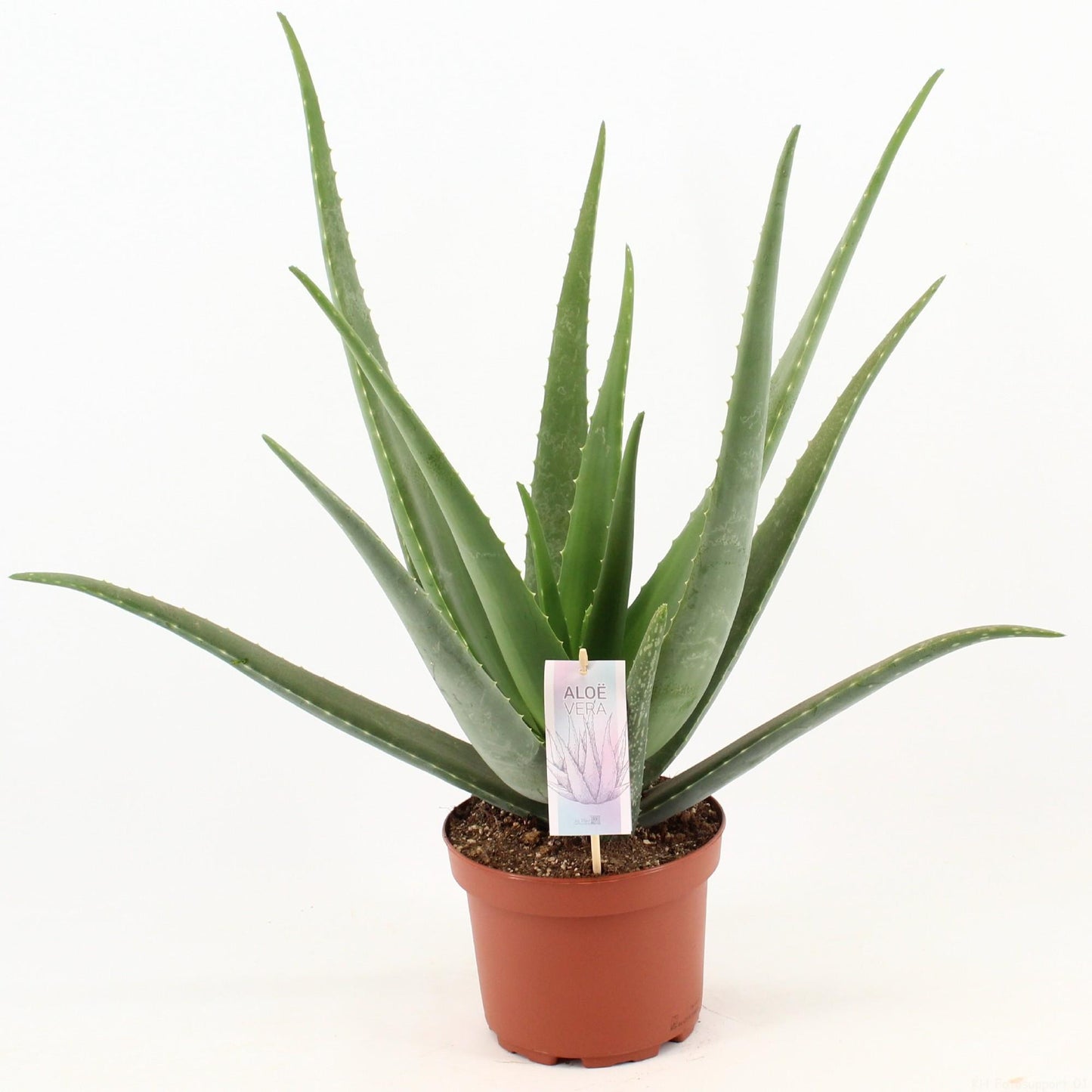 Aloe Vera – Pflegeleichte Heilpflanze Ø19cm, Höhe 70cm