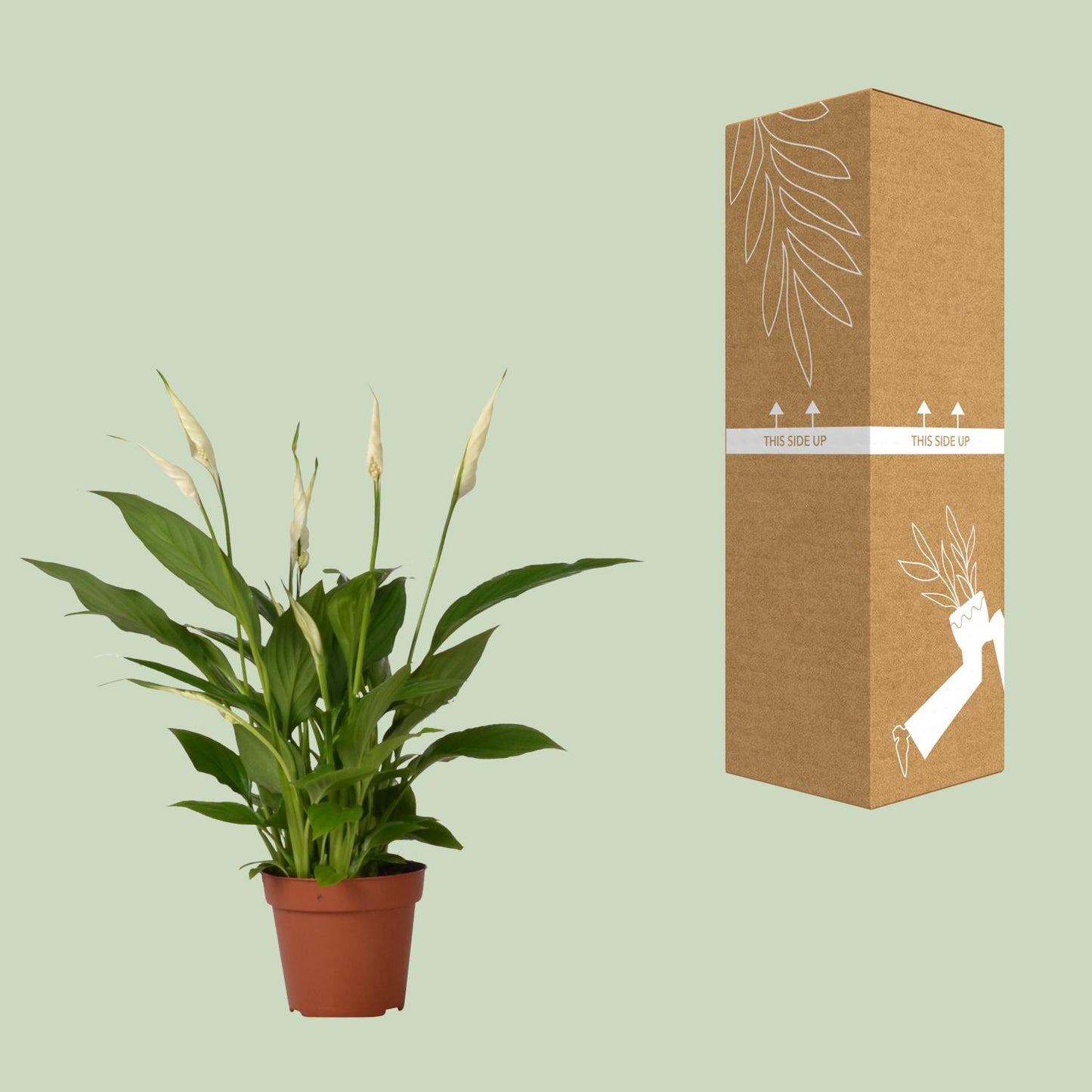 Spathiphyllum Bingo Cupido – Pflegeleichte Löffelpflanze Ø12cm