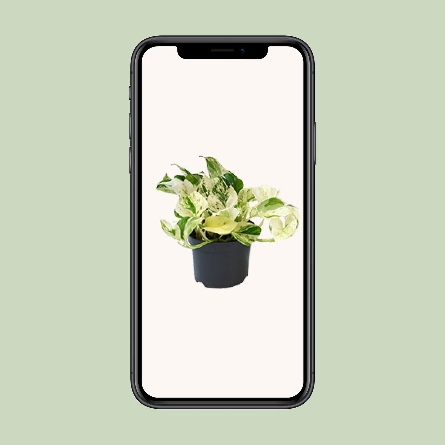 Epipremnum Happy Leaf ‚Marble Queen‘ Ø12cm, 20cm hoch