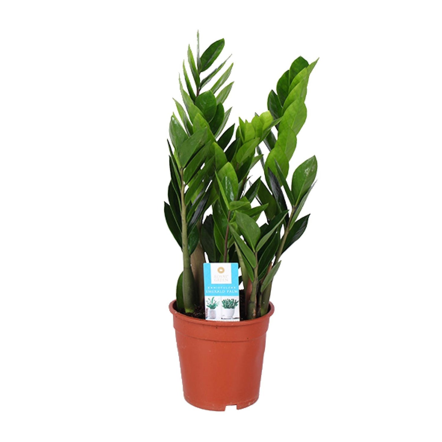 Zamioculcas Zamiifolia (ZZ-Pflanze) Ø17cm, Höhe 60cm
