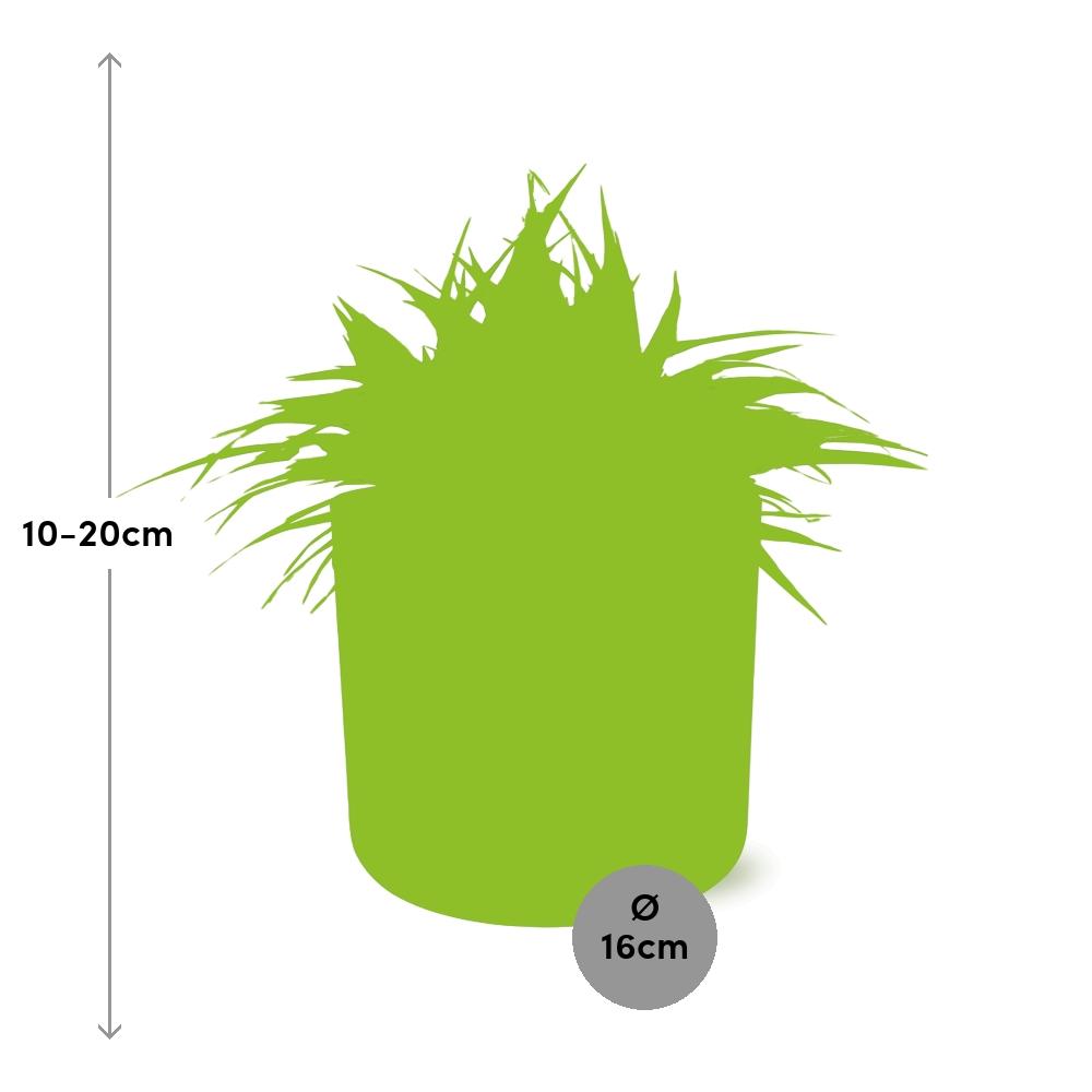 Chlorophytum Ocean – pflegeleichte Grünlilie 15 cm
