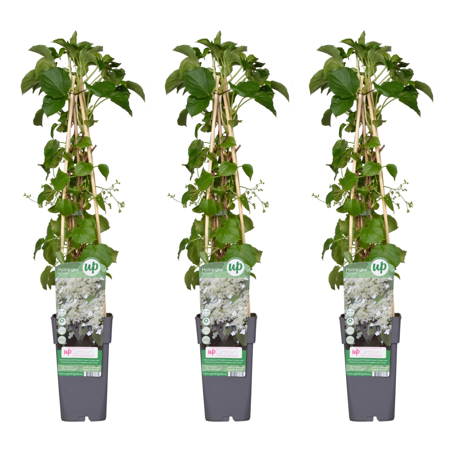 3x Hydrangea petiolaris – Klimhortensie Ø15cm, 65cm hoch