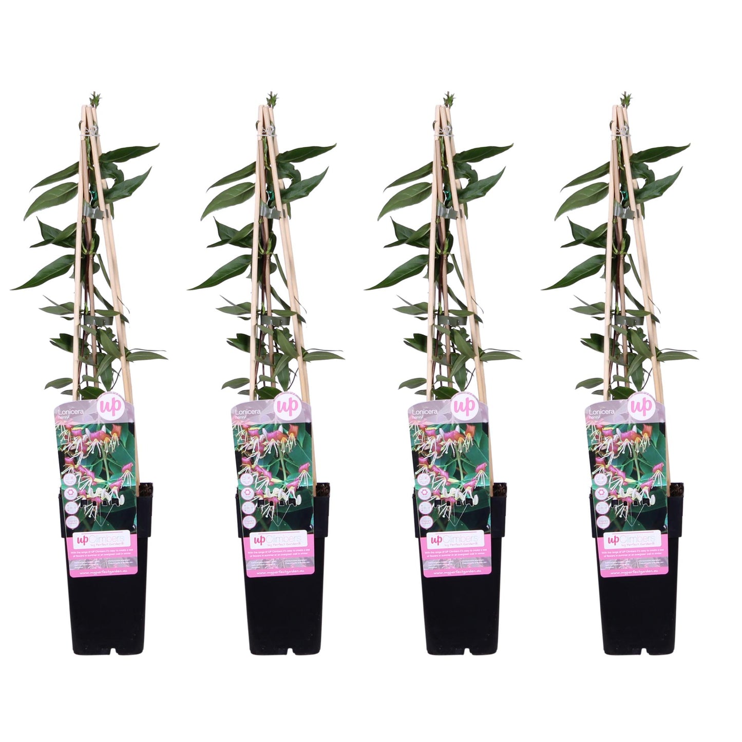 4x Lonicera henryi – Immergrünes Geißblatt Ø15cm, 65cm hoch