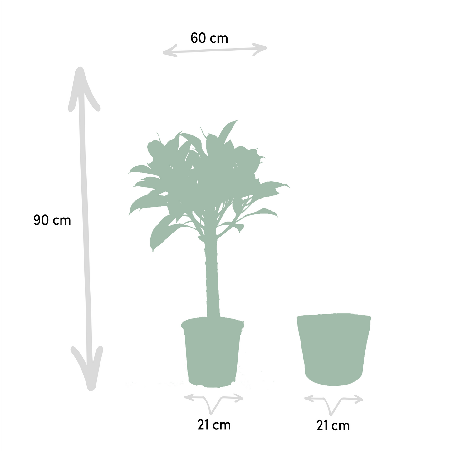 Ficus Elastica Melany & Alocasia Wentii im Korb Ø21cm/Ø19cm
