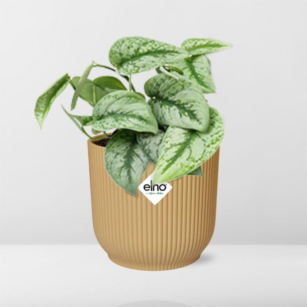 Scindapsus Pictus ‘Trebie’ in ELHO Vibes Fold 14cm Gelb