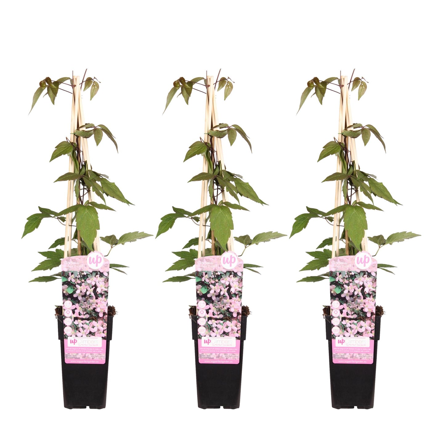 3x Clematis Montana 'Fragrant Spring' – Blühende Kletterpflanze Ø15cm