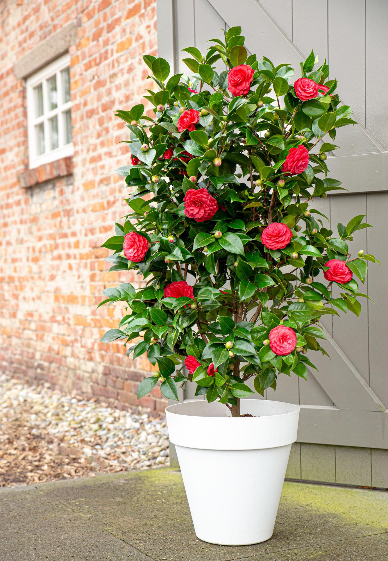 Camellia japonica 'Black Lace' – Eleganter immergrüner Strauch