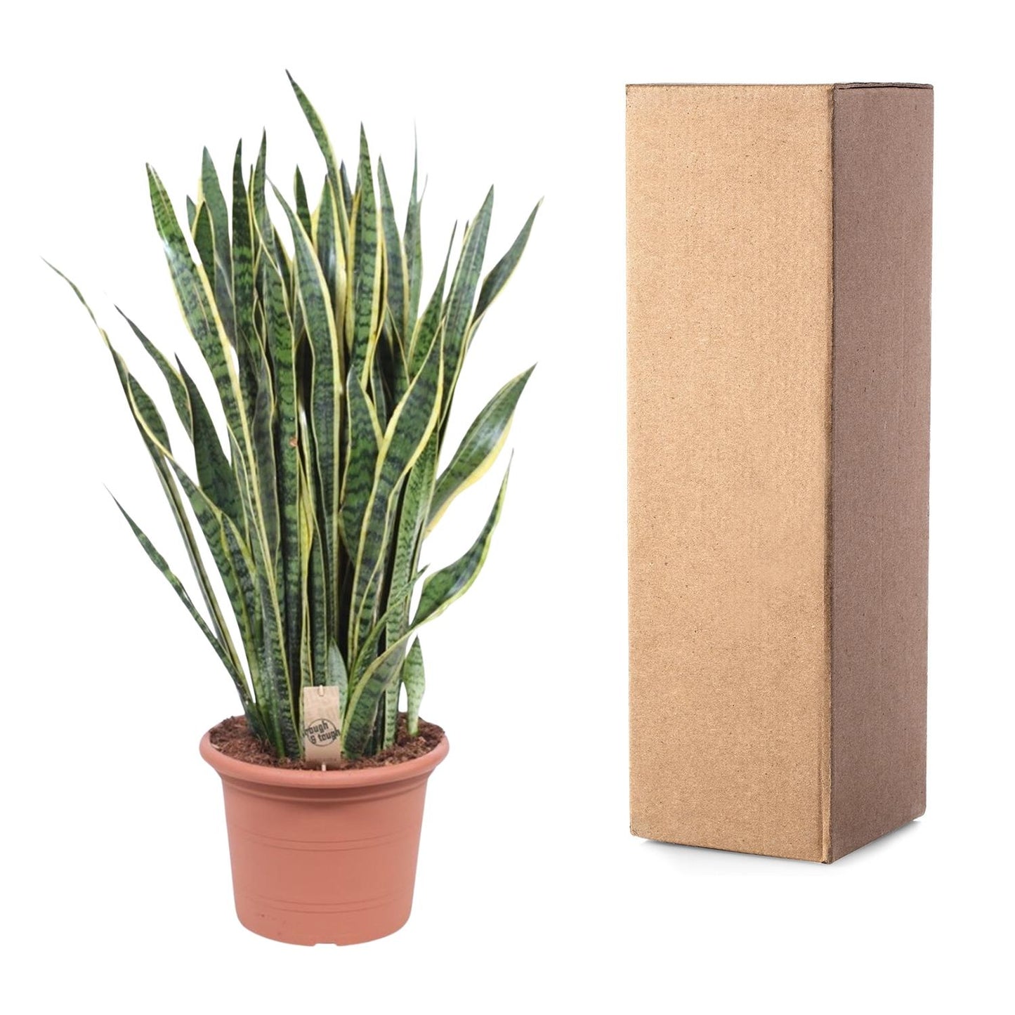 Sansevieria Laurentii – Pflegeleichte Schlangenpflanze 100 cm