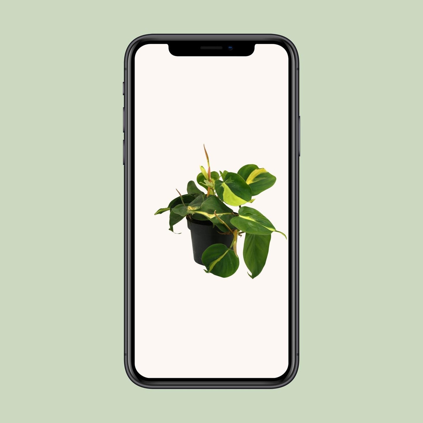 Lophospermum Brasil Scandens – Kompakte Kletterpflanze Ø12cm