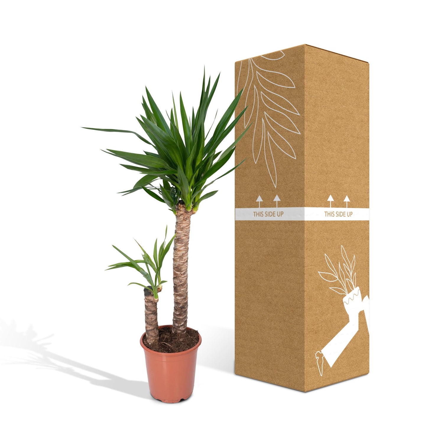Yucca Elephantipes XXL – Pflegeleichte Palmlilie Ø21cm