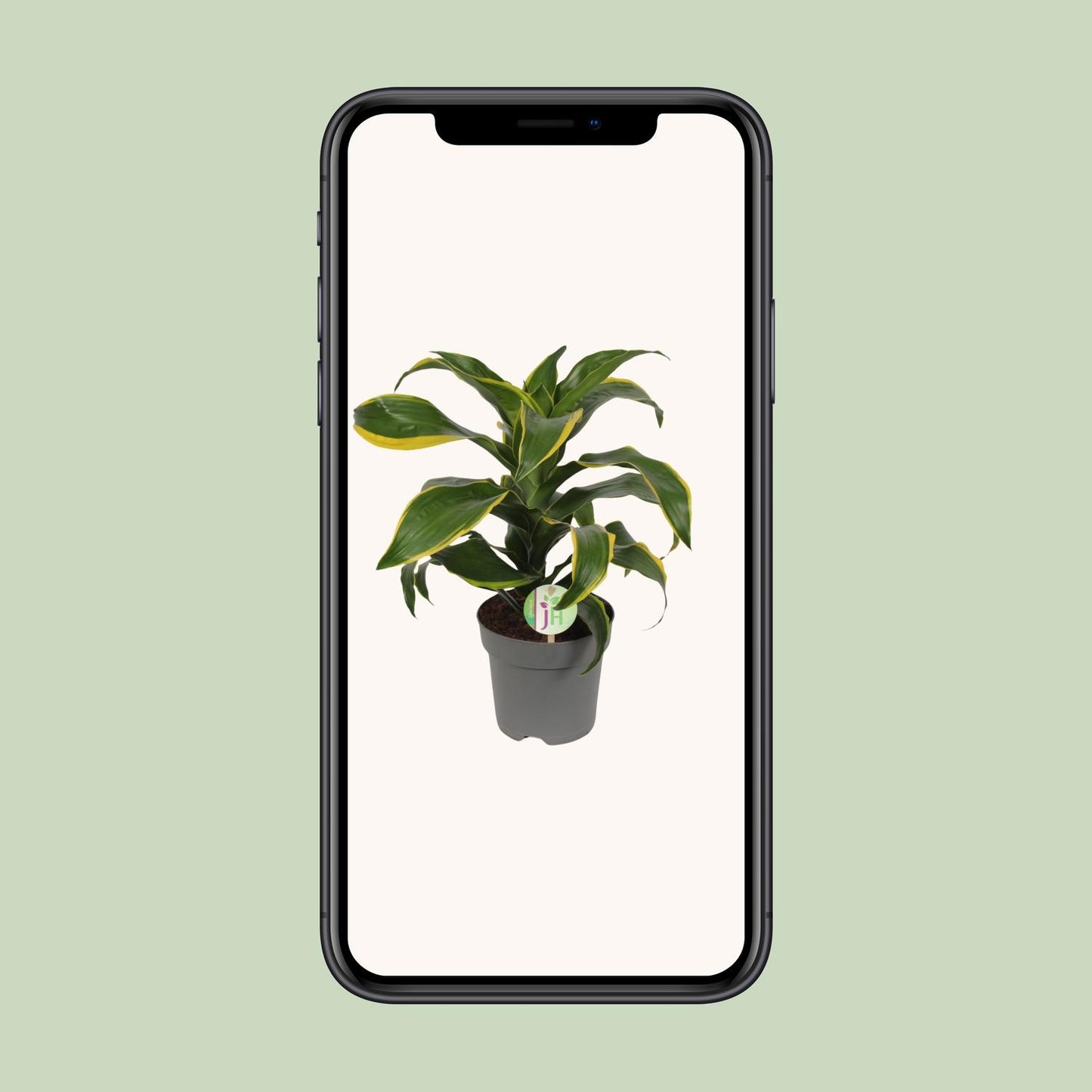 Dracaena Fragrans Grün Gelb – Pflegeleichte Zimmerpflanze Ø17cm