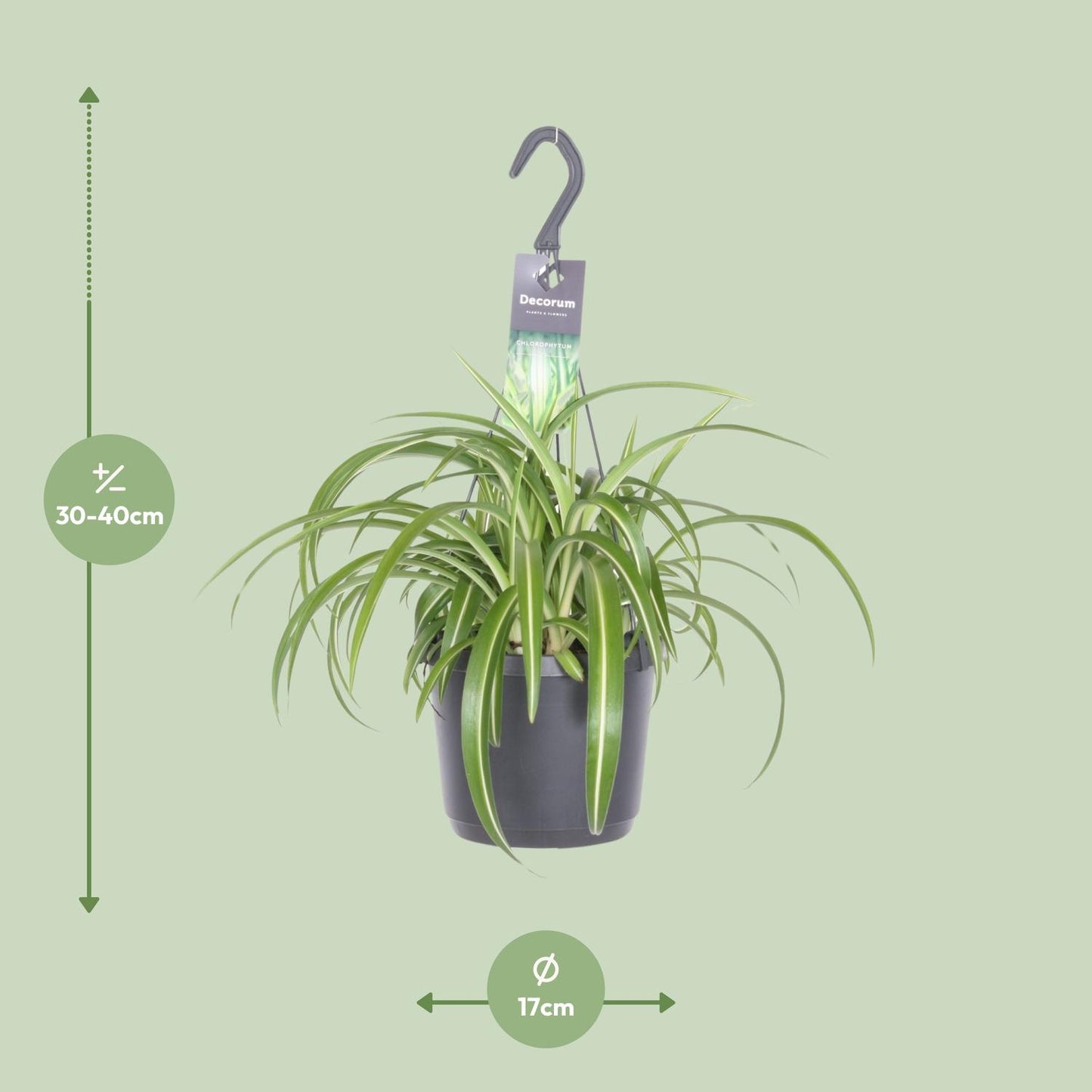 Chlorophytum Comosum Bonnie – Pflegeleichte Grünlilie Ø17cm