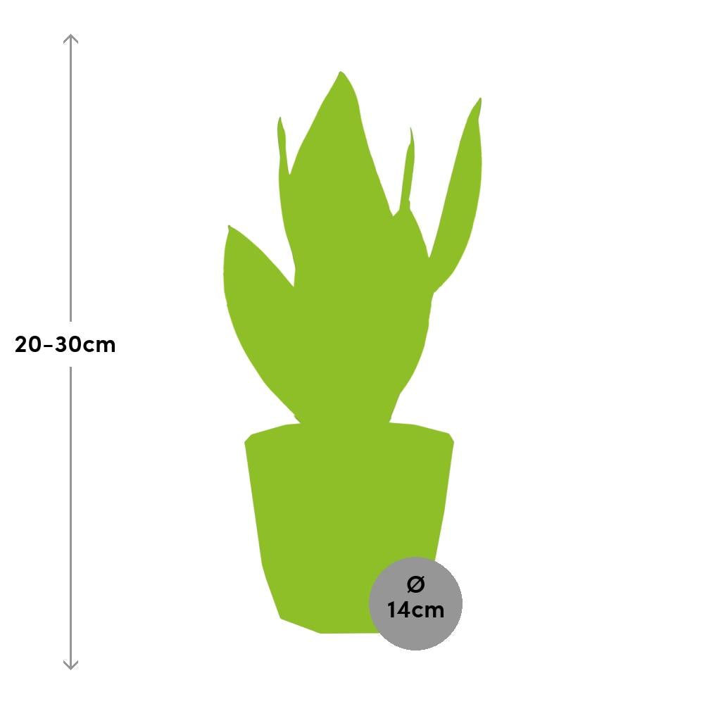 Sansevieria Futura Superba in ELHO b.for rock 14 cm warm grey