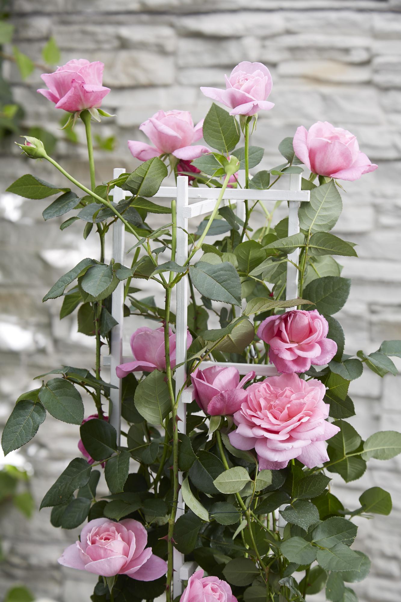 Rosa Crazy in Love 'Pink' – Kletterrose Ø15cm, ca. 65cm hoch