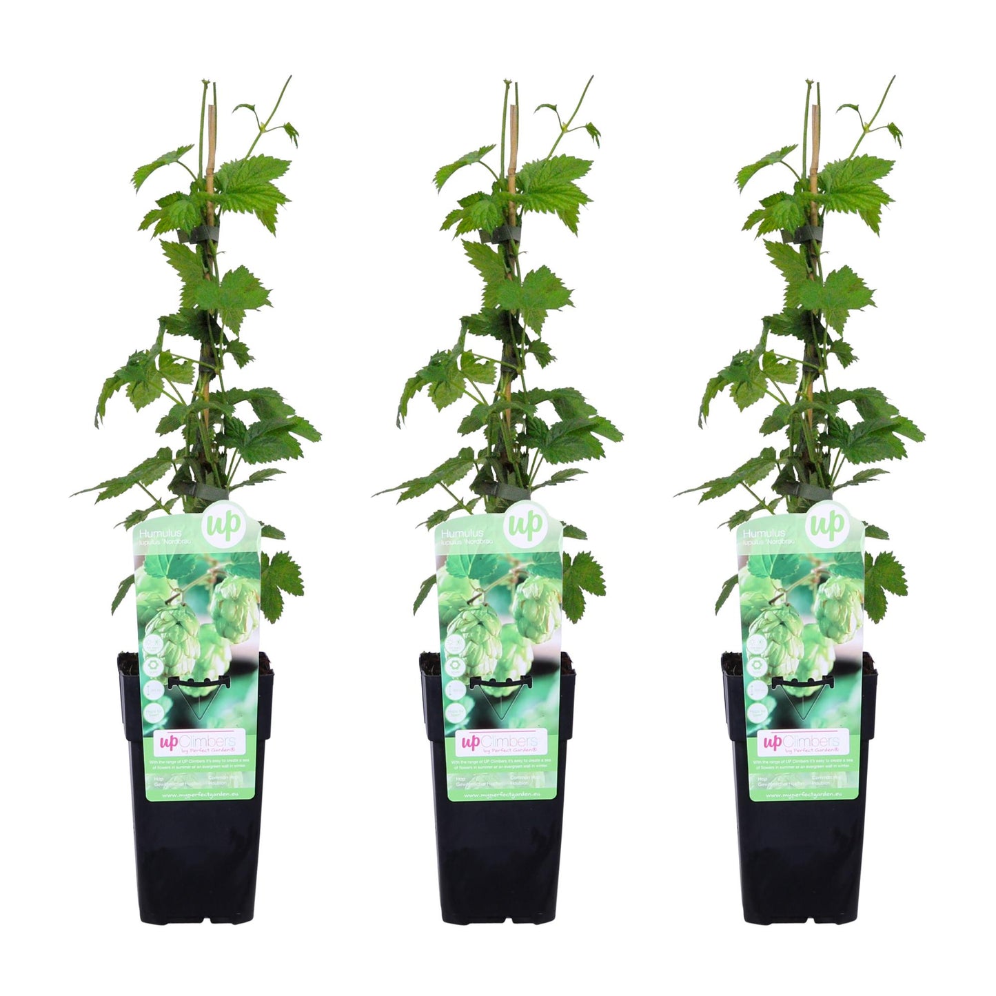 3x Humulus lupulus 'Nordbrau' - pflegeleichter Hopfen Ø15cm