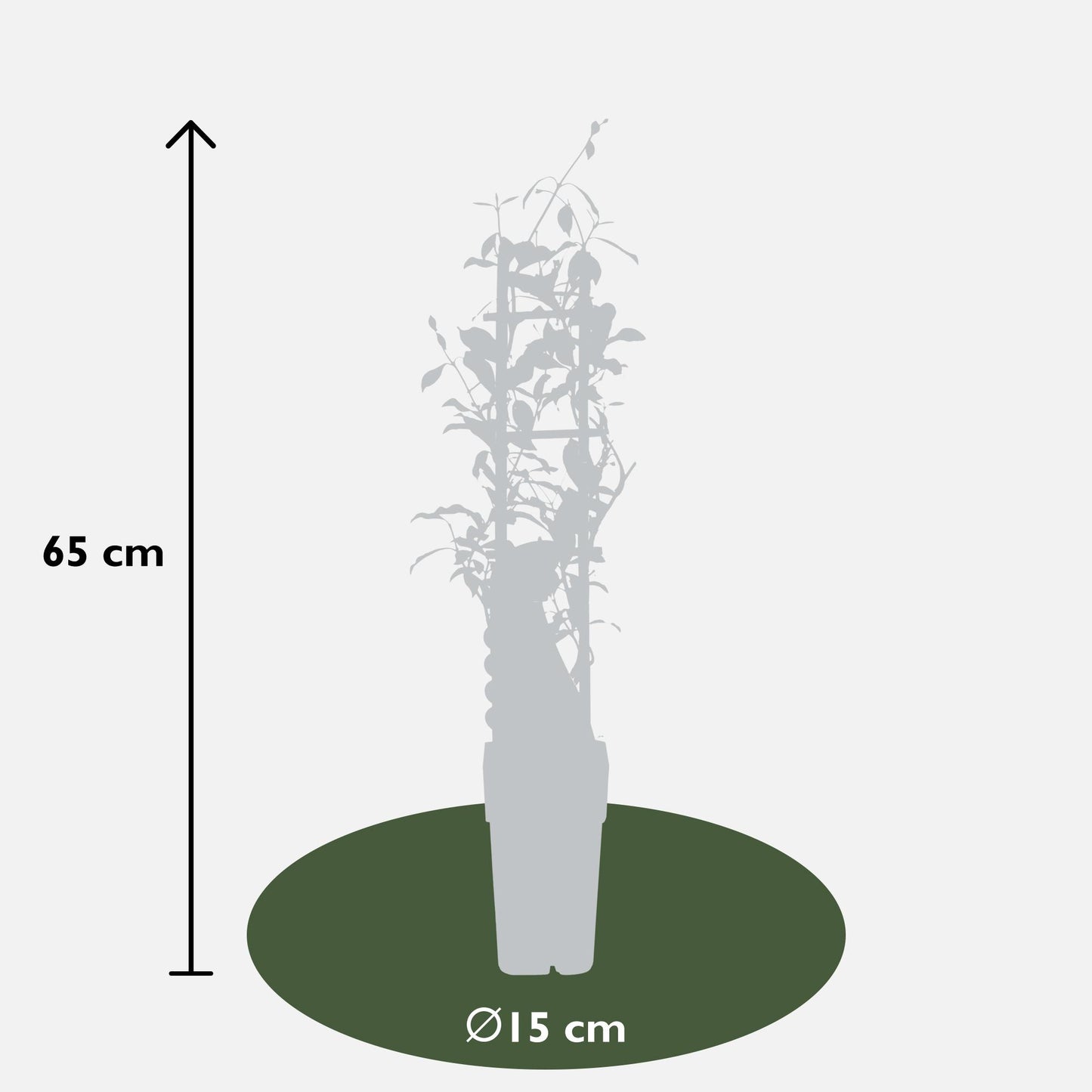 3er-Set Trachelospermum Mix – Pflegeleichte Kletterpflanzen Ø15cm