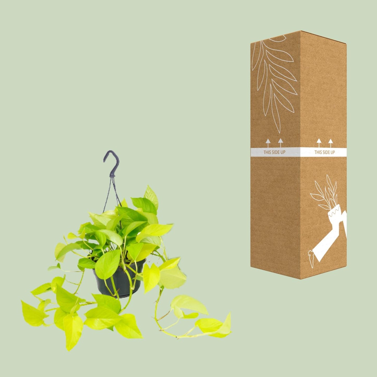 Epipremnum Golden Pothos – Pflegeleichte Kletterpflanze Ø15cm