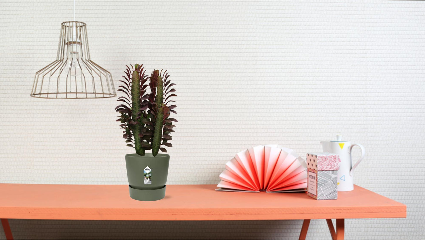 Euphorbia Trigona Rubra – Afrikanischer Milchbaum Ø12cm, 40cm