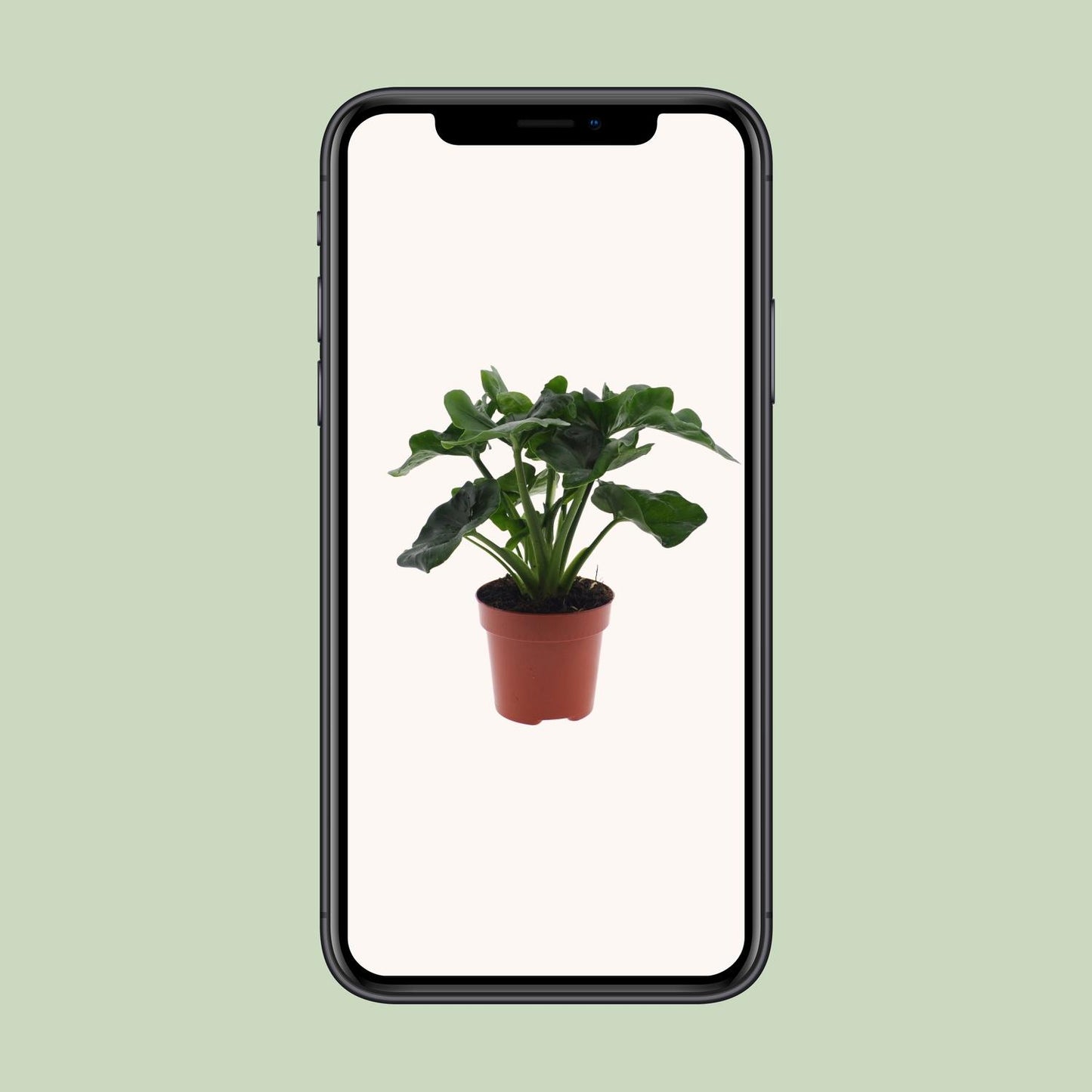 Philodendron Atom – Pflegeleichte Zimmerpflanze Ø12cm