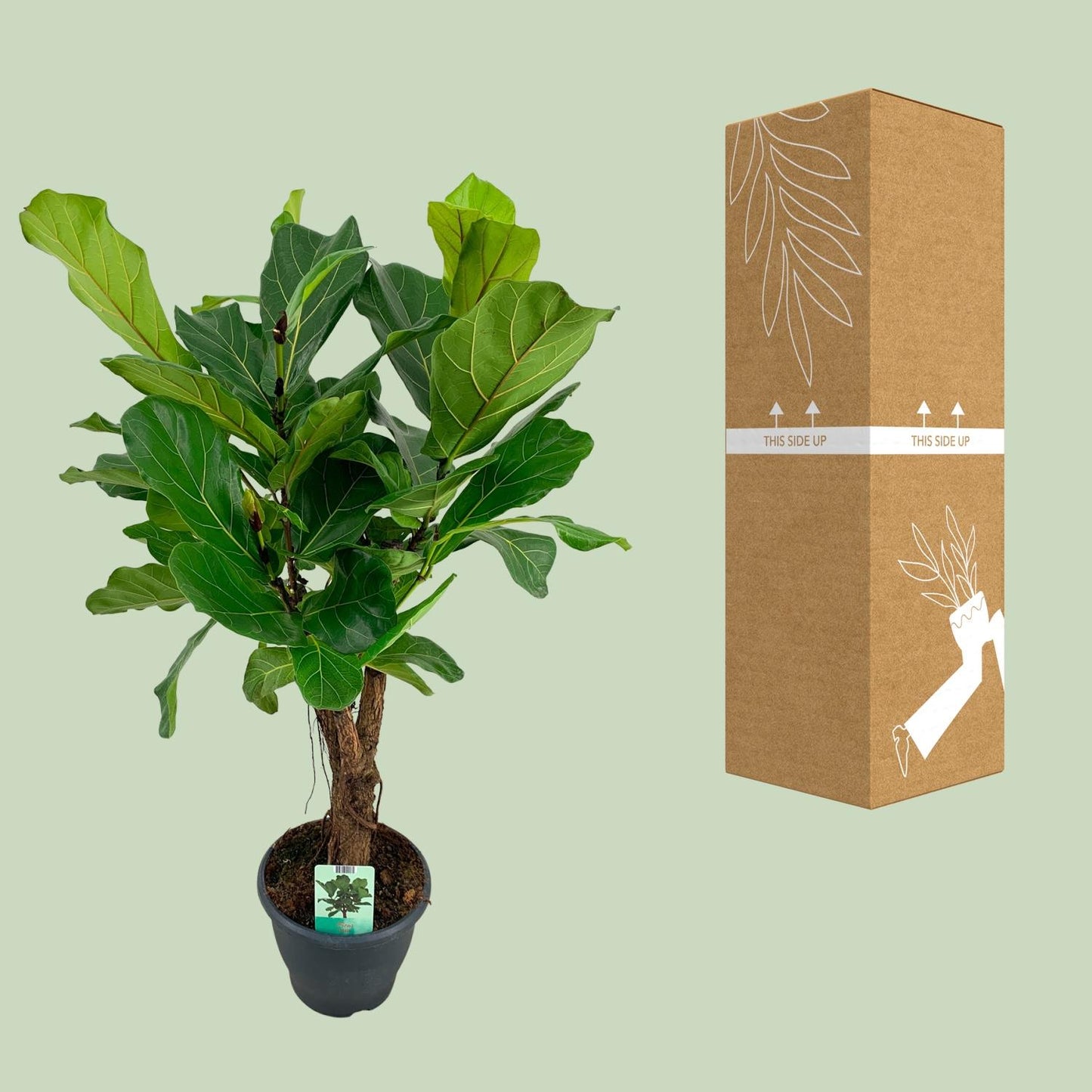 Ficus Lyrata – Geigenfeige Ø26cm, Höhe 100cm