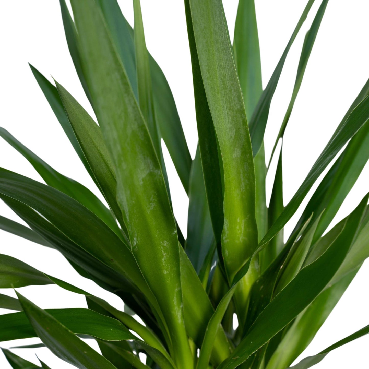 Yucca Elephantipes XXL – Pflegeleichte Palmlilie Ø21cm