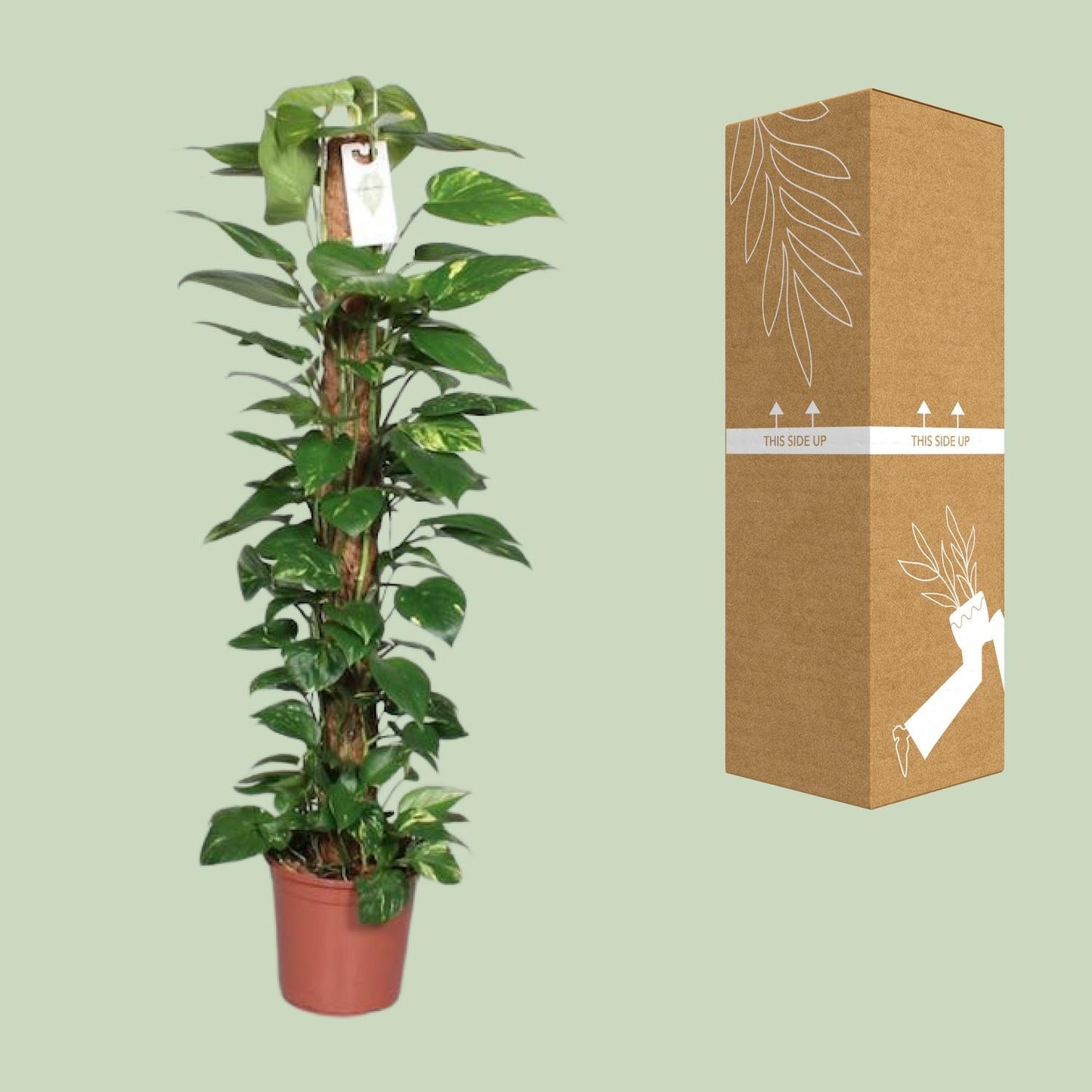 Epipremnum Pinnatum Mosstok 120 cm – Pflegeleichter Kletterer