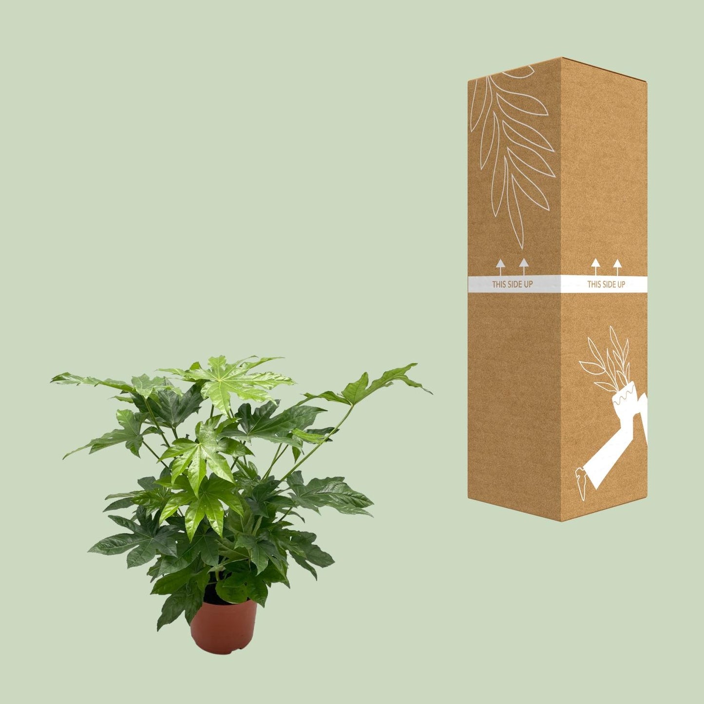 Fatsia japonica – Japanische Aralie Ø21cm, Höhe 85cm