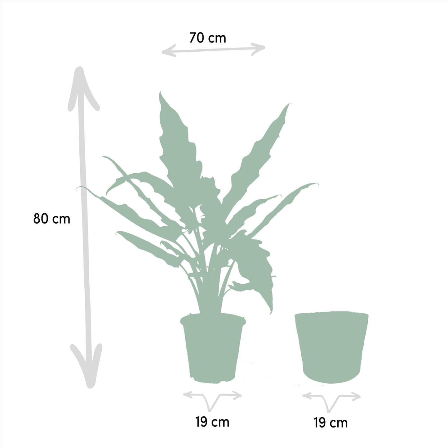 Alocasia Lauterbachiana Ø19cm mit Korb Igmar – Elefantenohr Pflanze