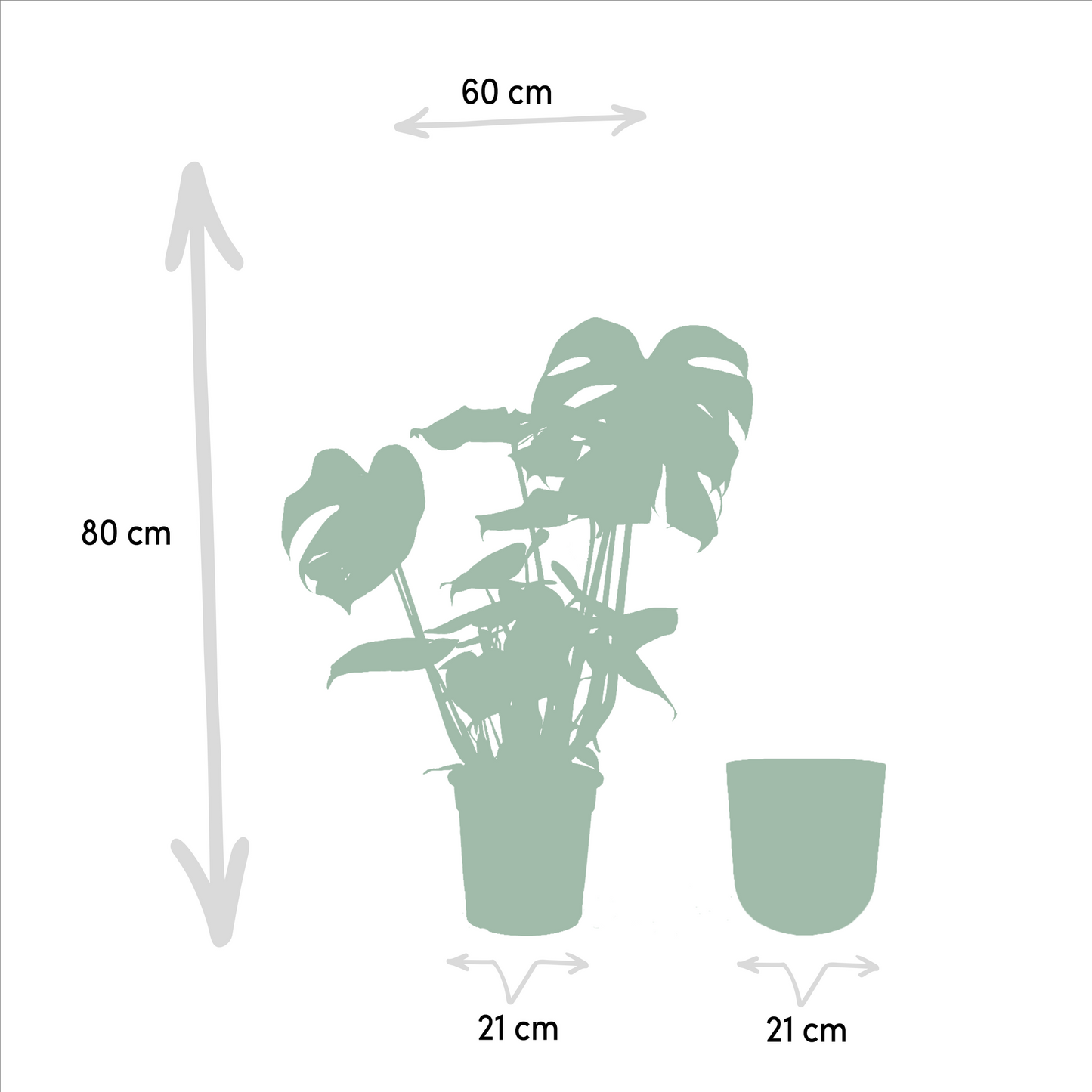 Monstera Deliciosa mit Topf Mayk Gold – Ø 80 cm