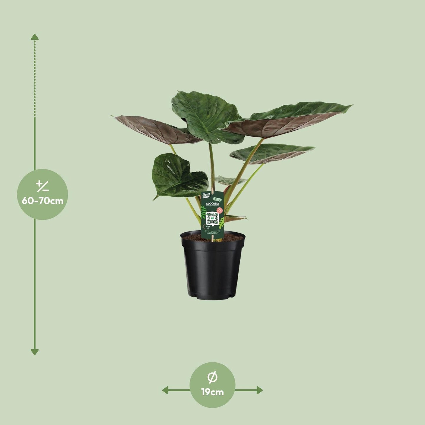 Alocasia Wentii – Elefantenohr – Ø19cm Topf, ca. 70cm hoch
