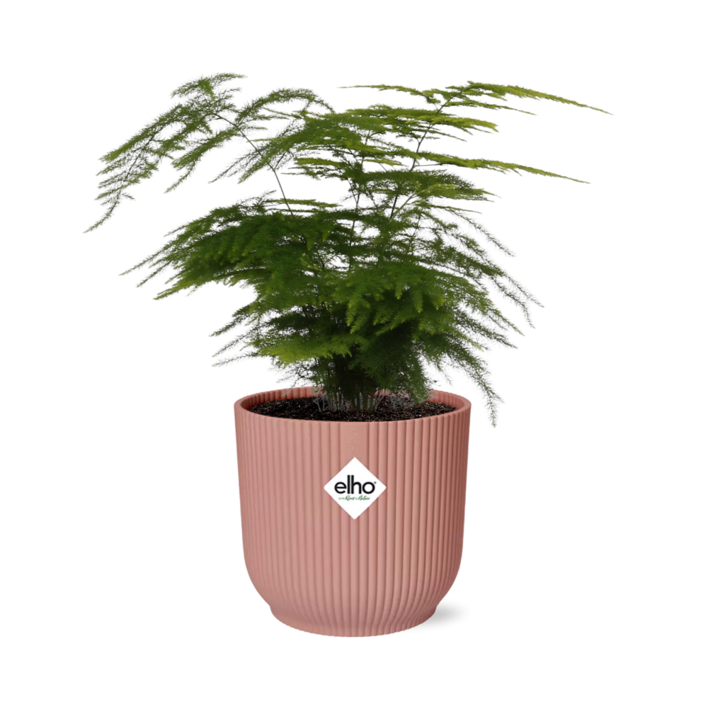 Asparagus Setaceus ‘Plumosus’ im ELHO Vibes Fold 14cm Topf rosa
