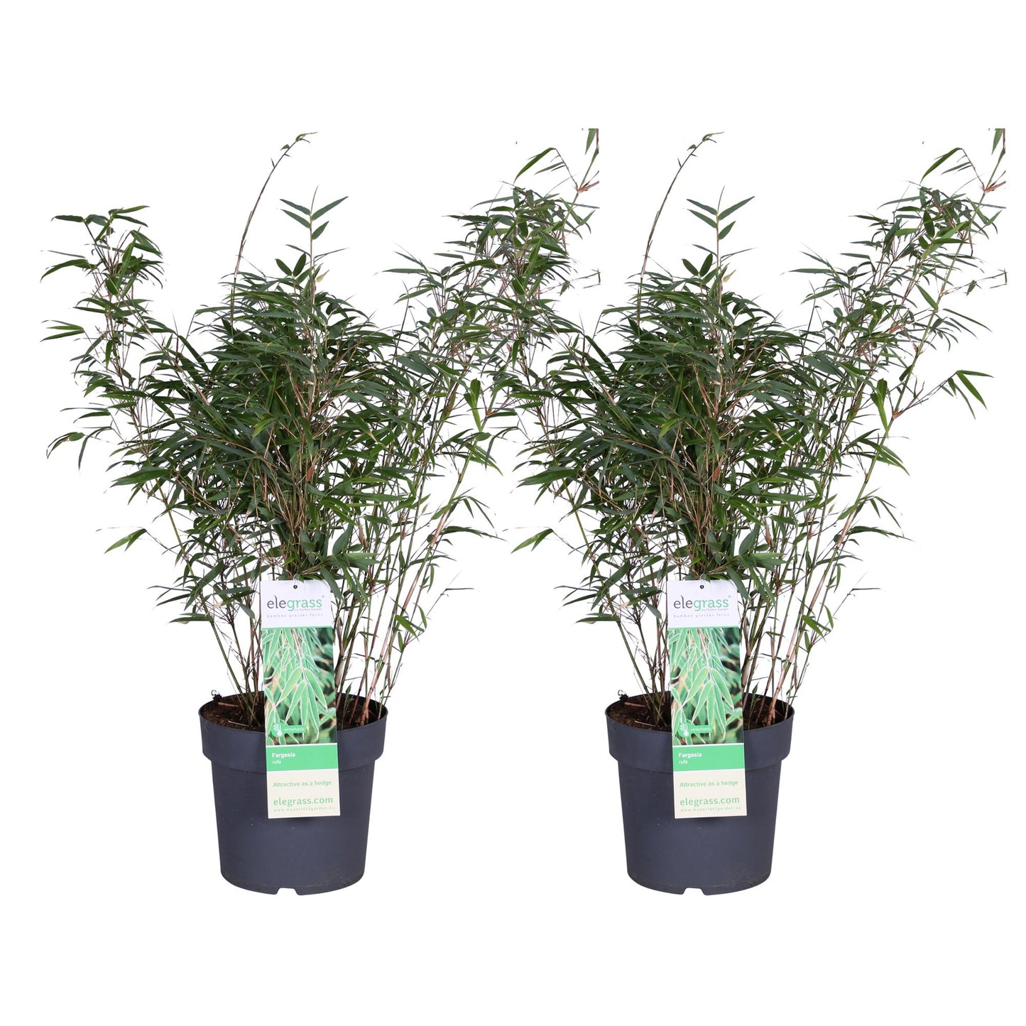 2x Fargesia rufa Bambus Ø23cm, 80cm hoch – kompakt & pflegeleicht