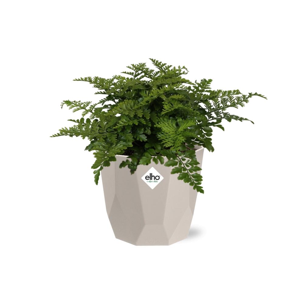 Asplenium Parvati Rippenfarn in ELHO b.for rock 14 cm warm grey