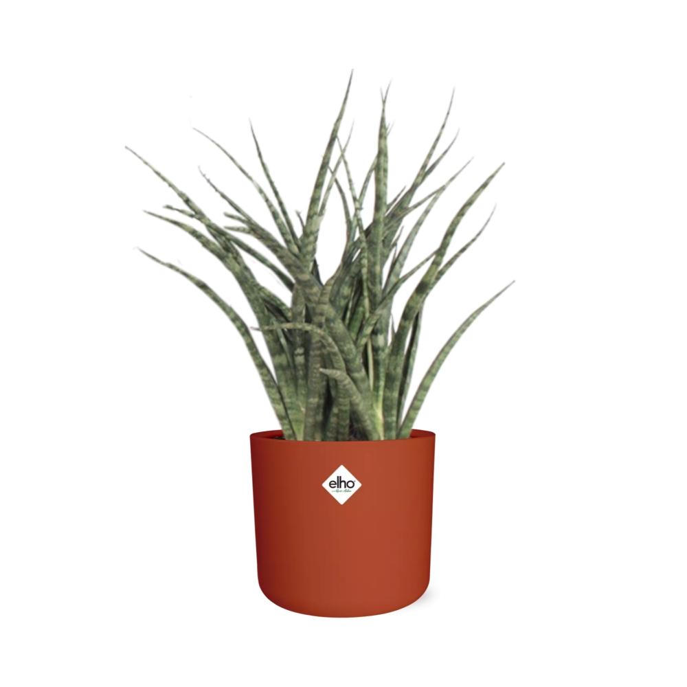 Sansevieria Fernwood Punk im ELHO b.for soft Rond 14cm Brique