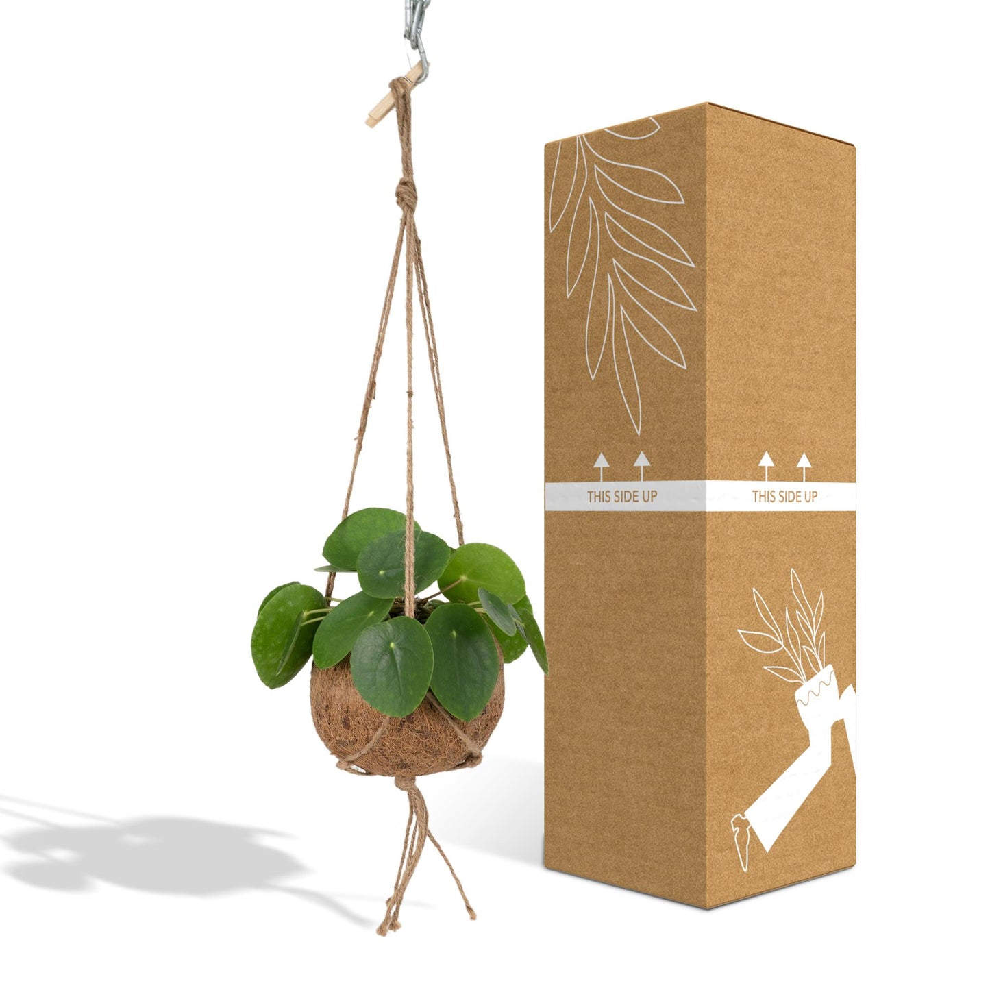 Kokedama Pilea Peperomioides Ø15cm – pflegeleicht & stylisch