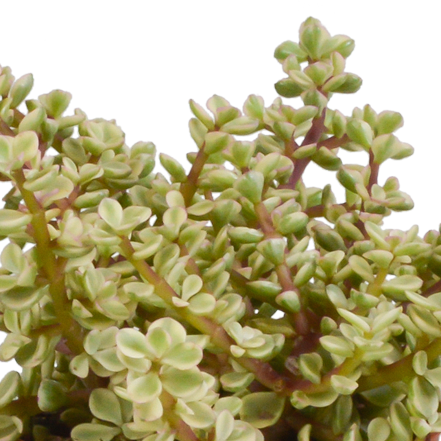 Crassula-Mischung 3er Set in weißem Topf 10,5 cm
