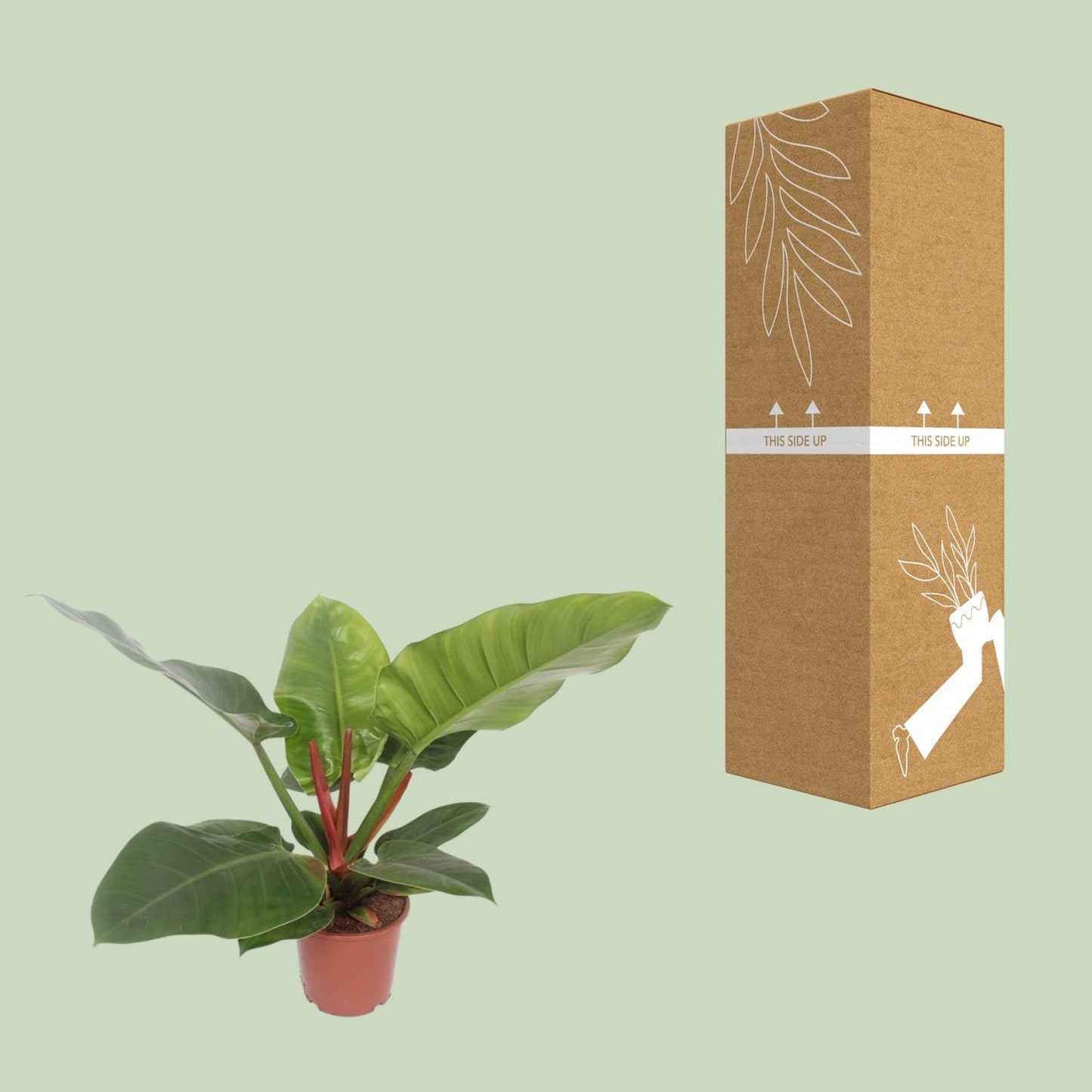 Philodendron Imperial Green – Pflegeleichte Zimmerpflanze Ø17cm
