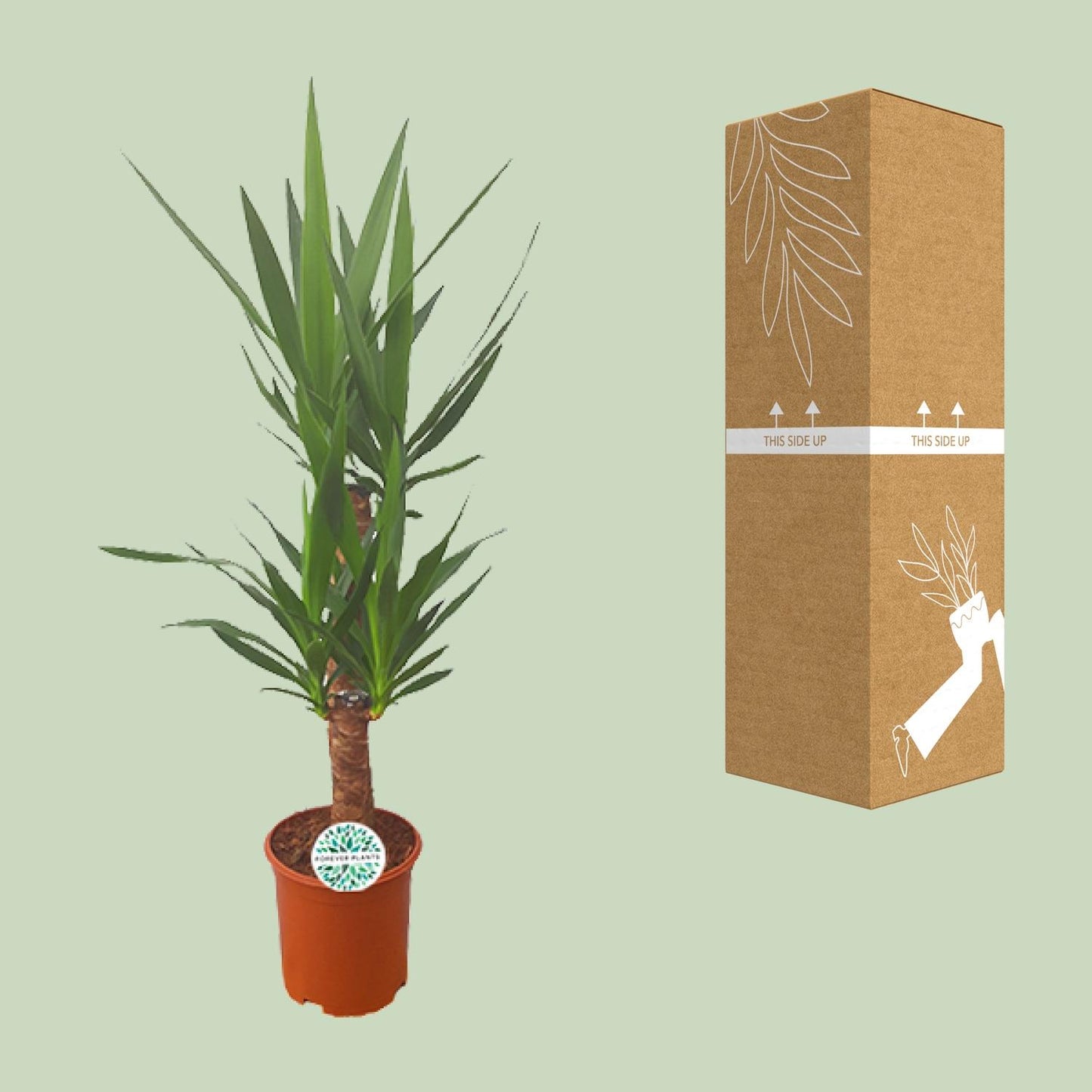 Yucca – Pflegeleichte XXL-Palme Ø21cm, 90cm hoch