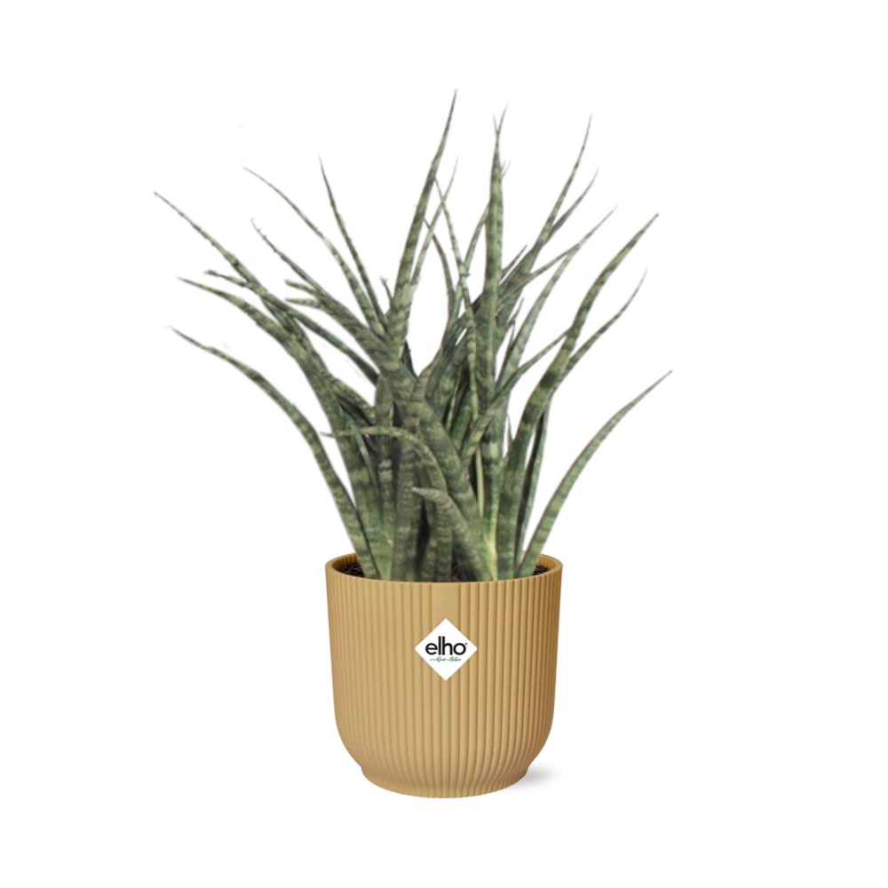 Sansevieria Fernwood Punk im ELHO Vibes Fold 14cm Topf gelb