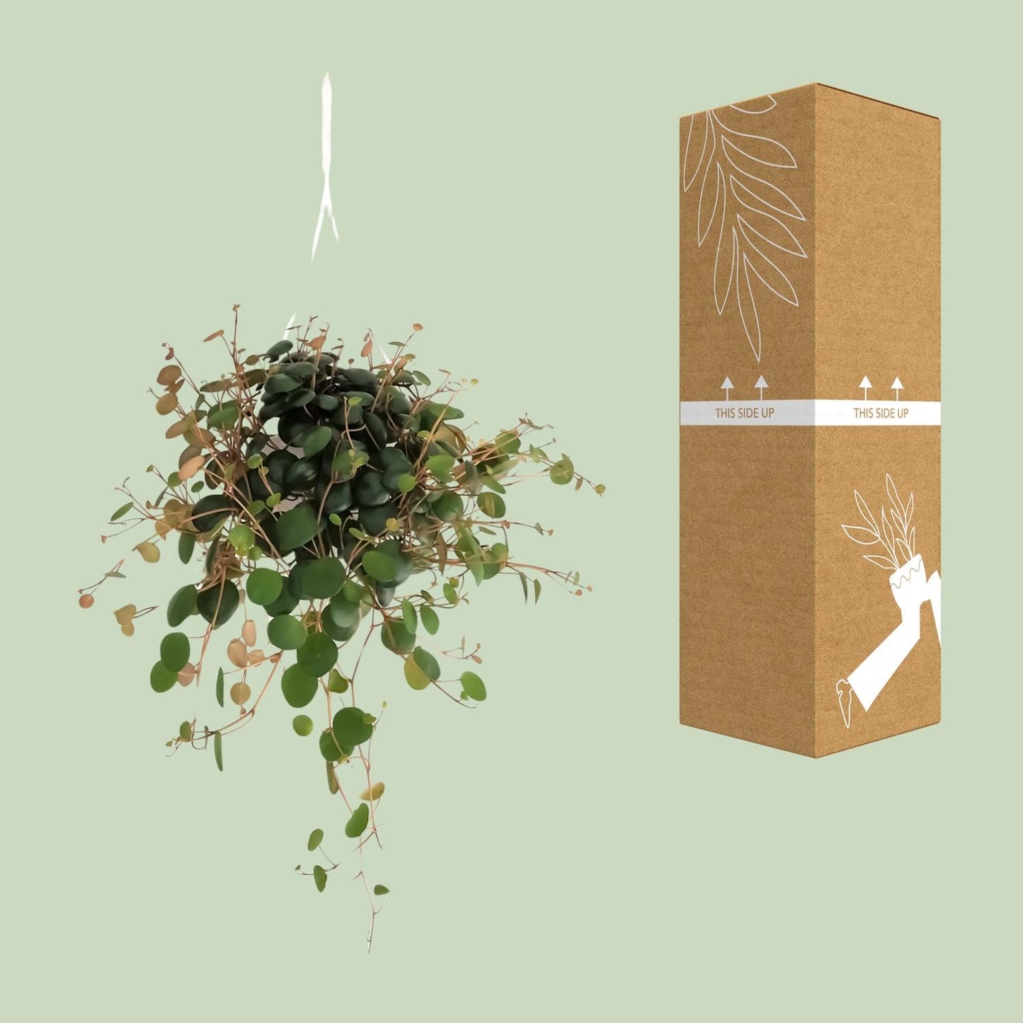 Peperomia Pepperspot – Pflegeleichte Zimmerpflanze Ø11cm