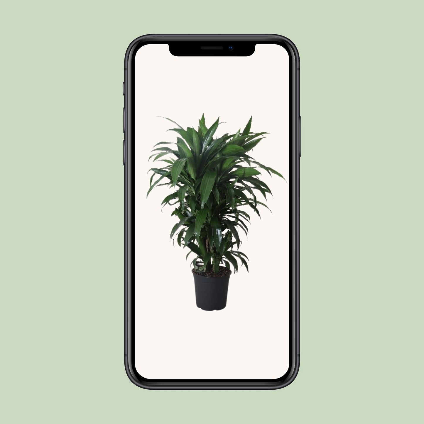 Dracaena Janet Craig – Eleganter Drachenbaum Ø27cm, 120cm hoch