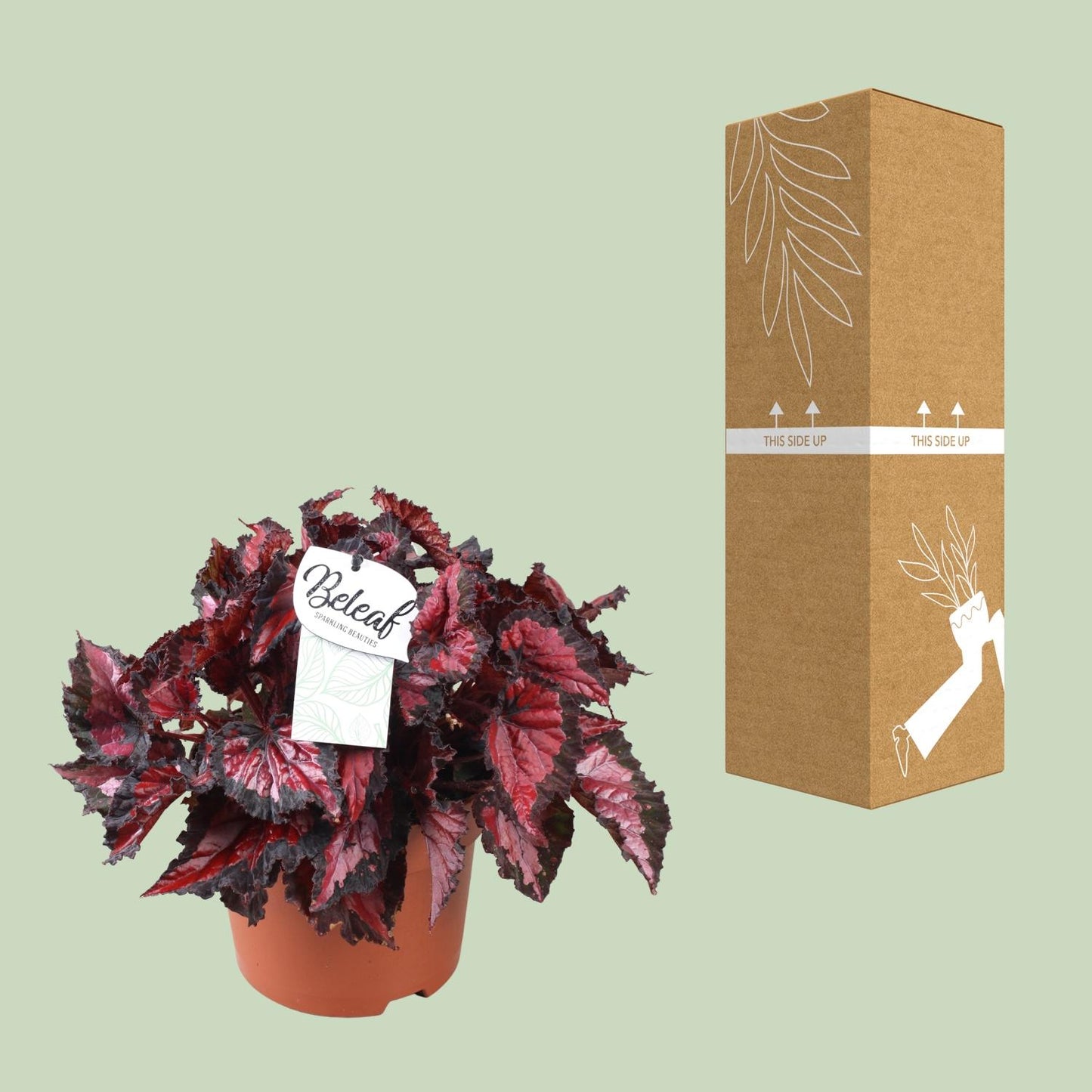 Begonia Beleaf Inca Night Ø17cm – Pflegleichte Zimmerbegonie