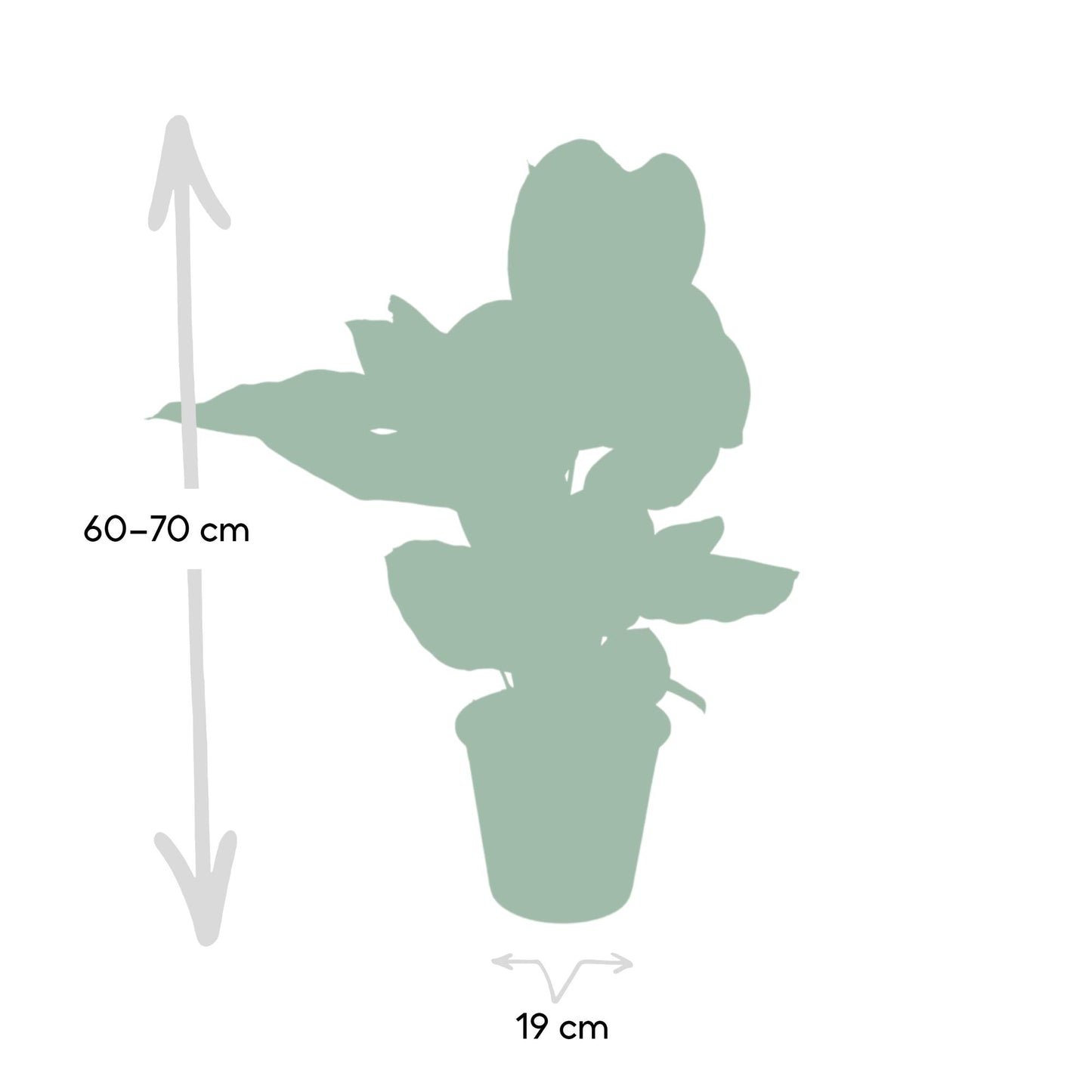 Calathea Ornata – Elegante Zimmerpflanze Ø19cm