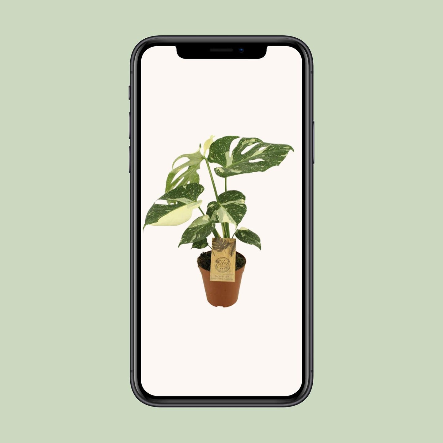 Monstera Thai Constellation – pflegeleichte Designerpflanze Ø15cm