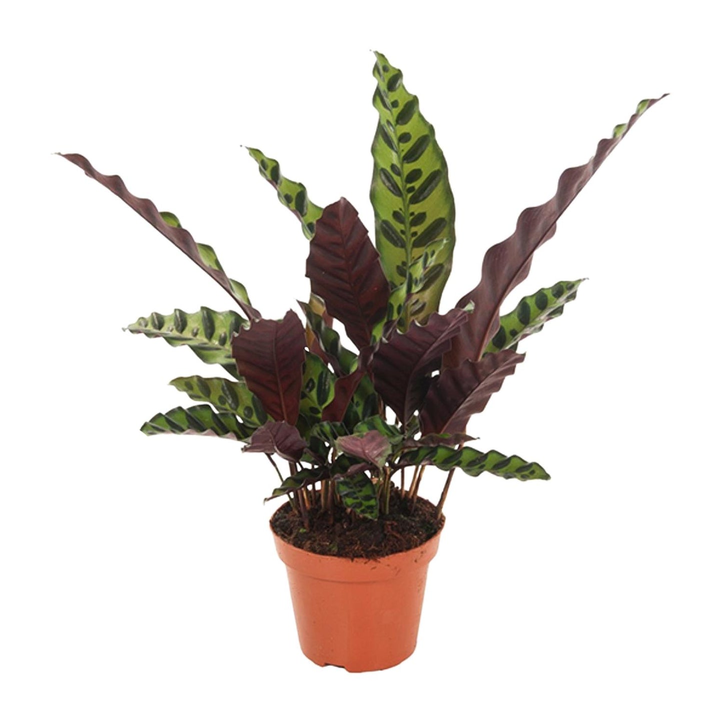 Calathea Insignis – Pflegeleichte Designer-Zimmerpflanze Ø12cm