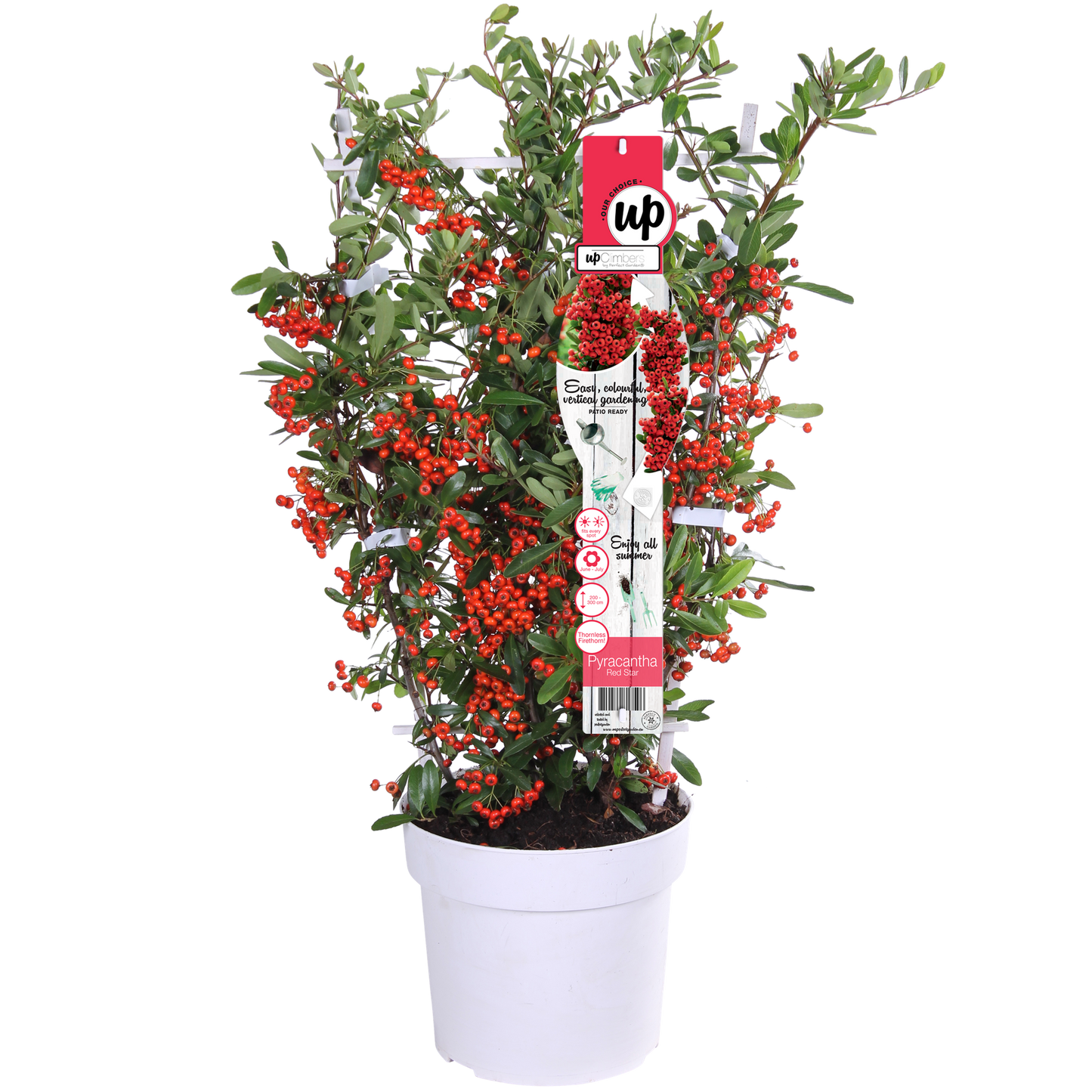 Pyracantha coccinea Red Star - Immergrüner Feuerdorn mit roten Beeren