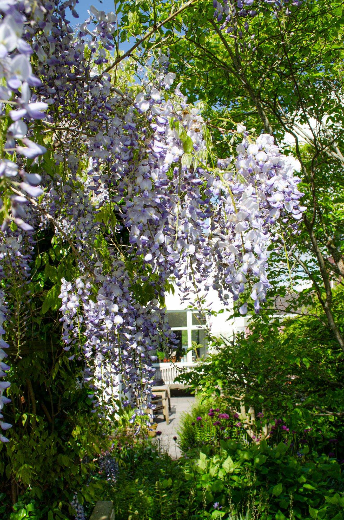 2x Wisteria sinensis 'Caroline' – Blühende Kletterpflanze Ø15cm