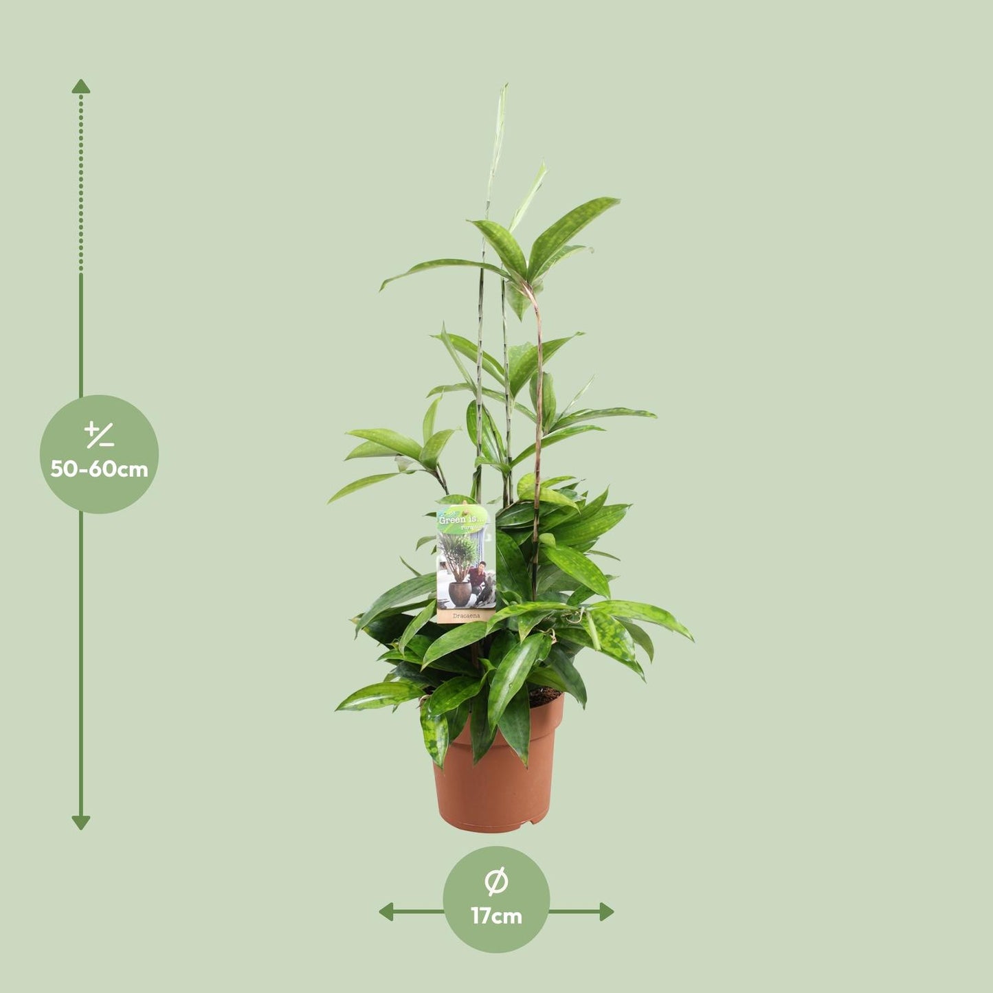 Dracaena Surculosa – Pflegleichter Drachenbaum Ø17cm, 55cm hoch